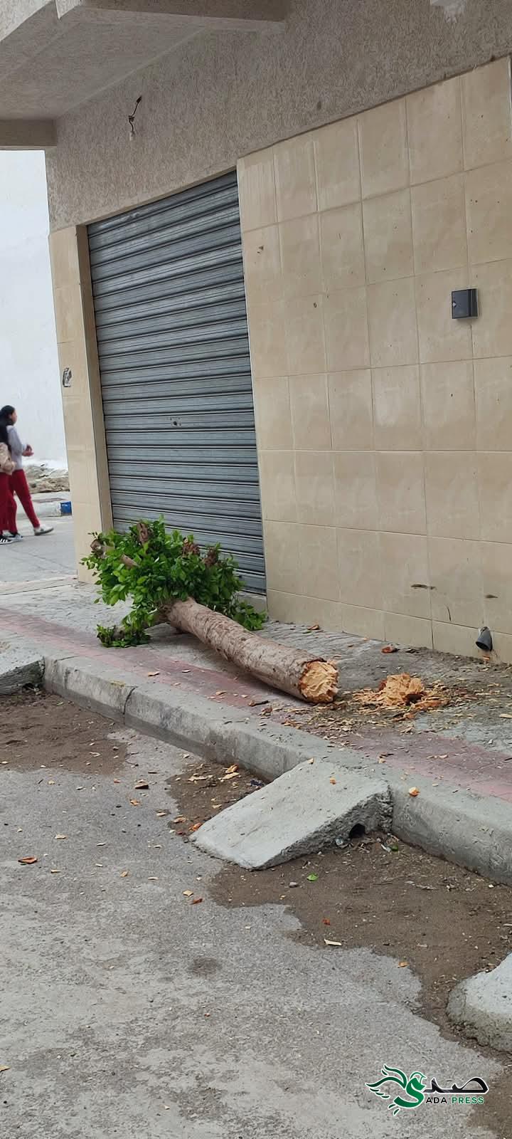 تطوان.. شخص يعبث بالبيئة في غياب تام للسلطات 4 FB IMG 1743694387739